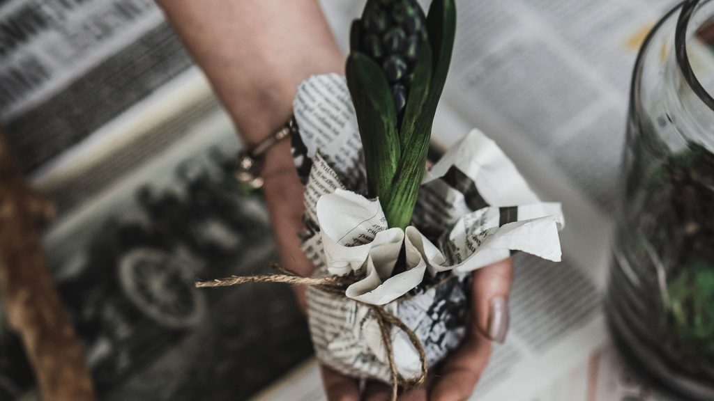 water purification for plants